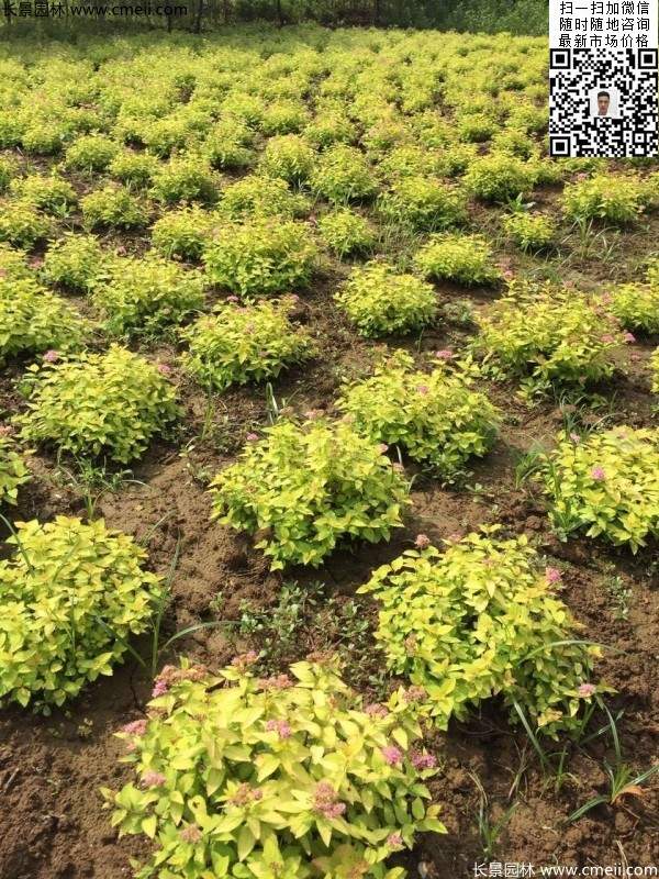 金山繡線(xiàn)菊圖片