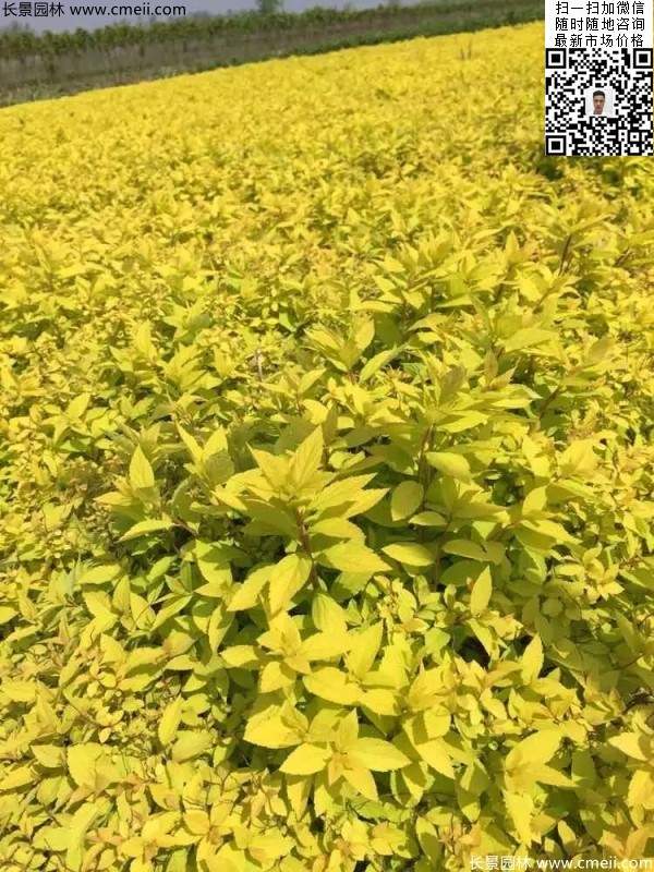 金山繡線(xiàn)菊圖片