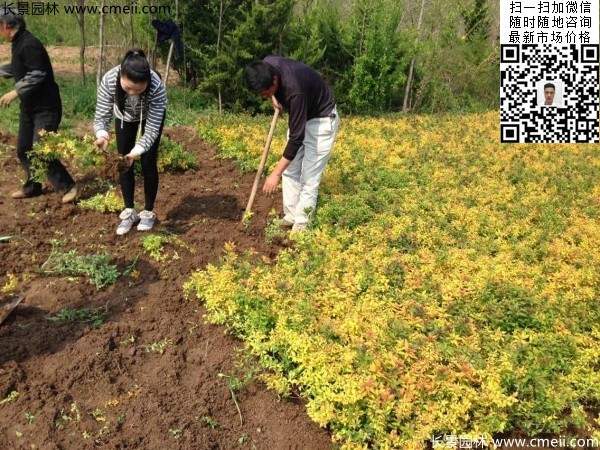 金山繡線(xiàn)菊圖片