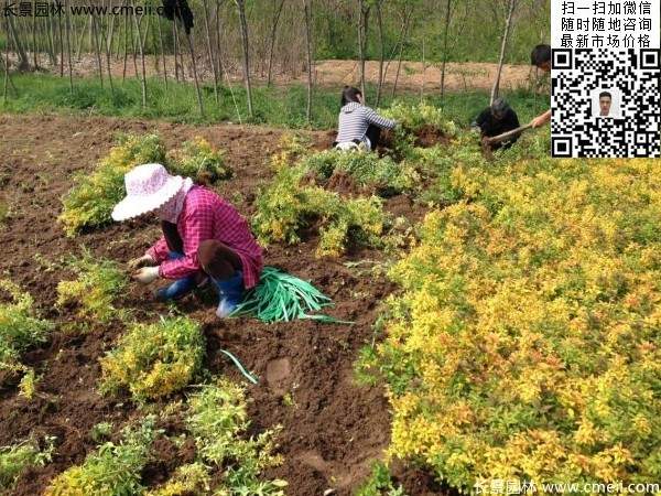 金山繡線(xiàn)菊圖片