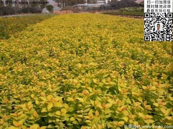金山繡線(xiàn)菊圖片
