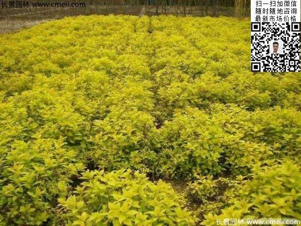金山繡線(xiàn)菊圖片