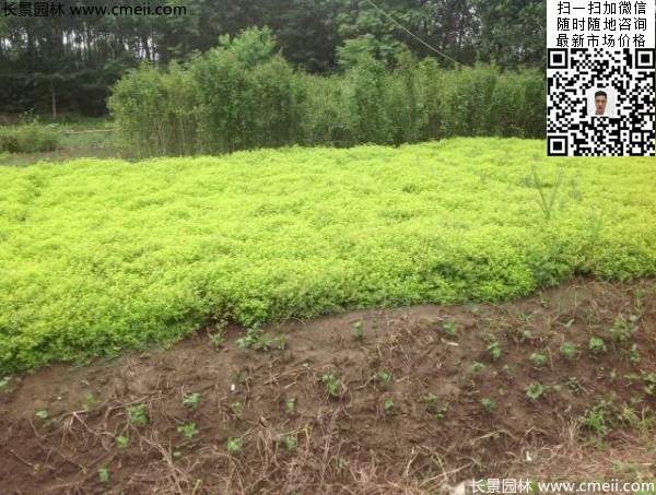 金山繡線(xiàn)菊圖片