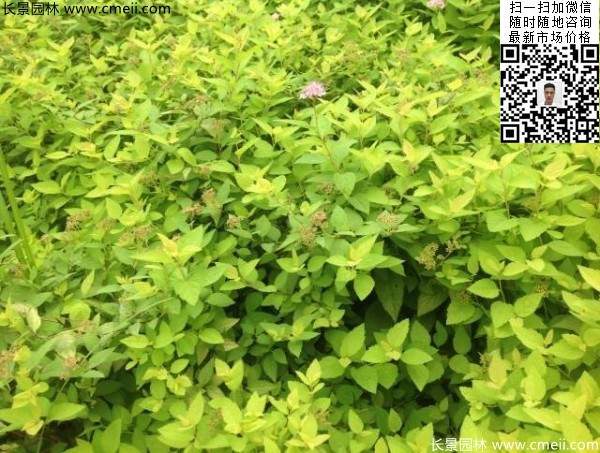 金山繡線(xiàn)菊圖片