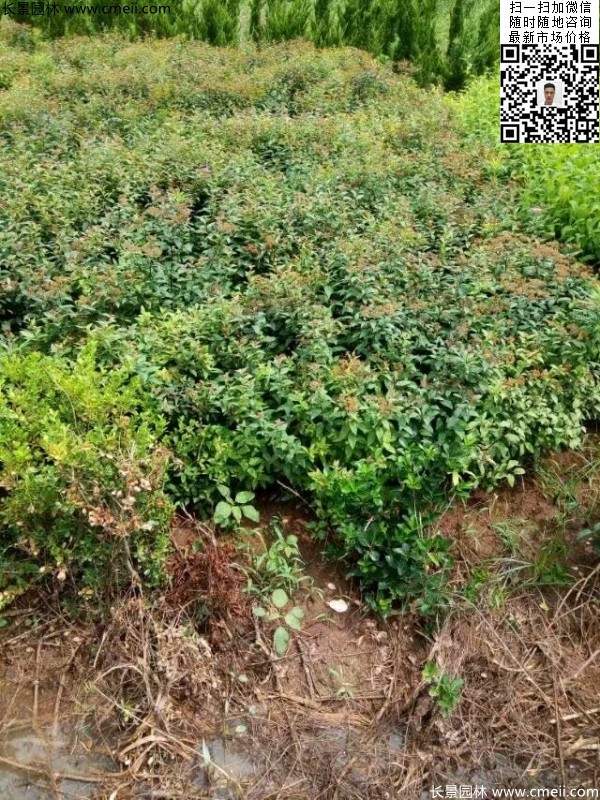 粉花繡線(xiàn)菊基地圖片