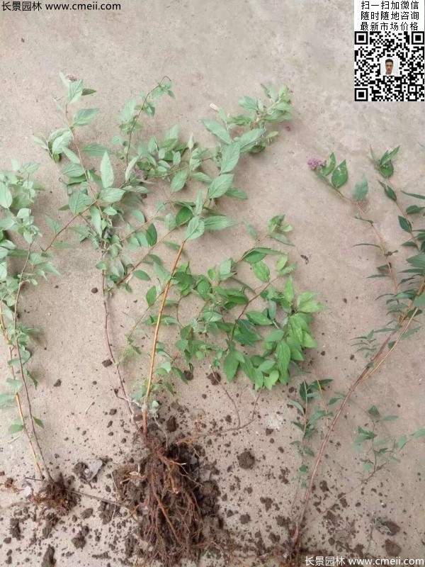 珍珠繡線(xiàn)菊基地圖片