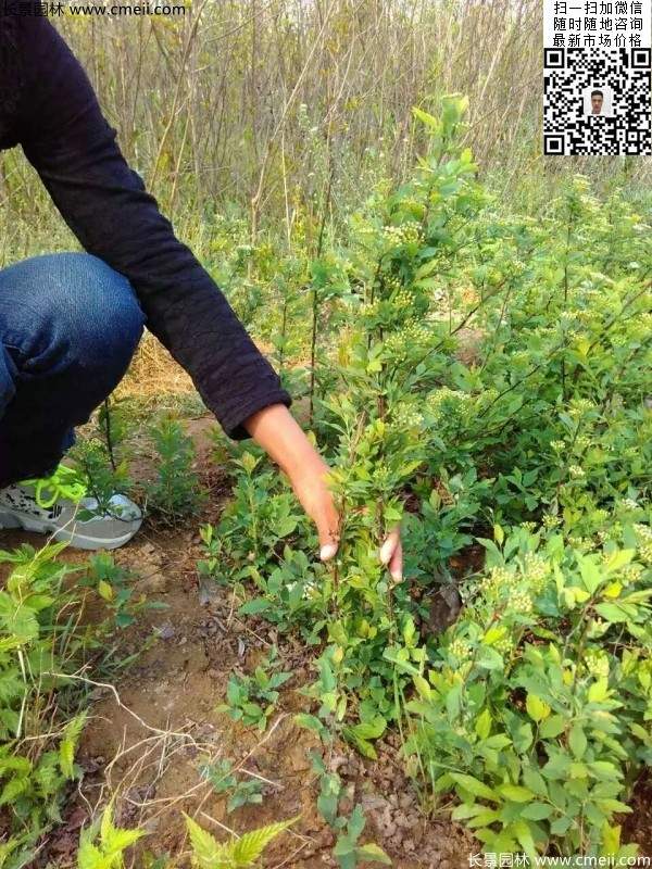 珍珠繡線(xiàn)菊基地圖片