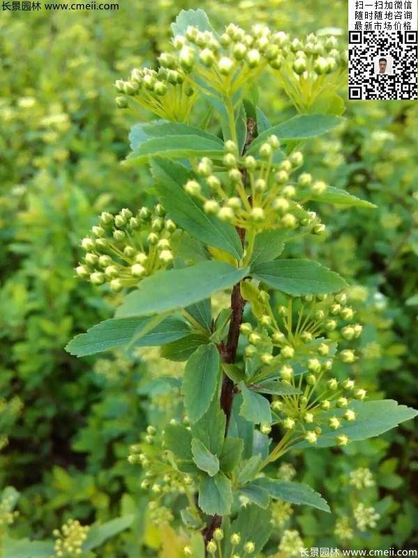 珍珠繡線(xiàn)菊基地圖片