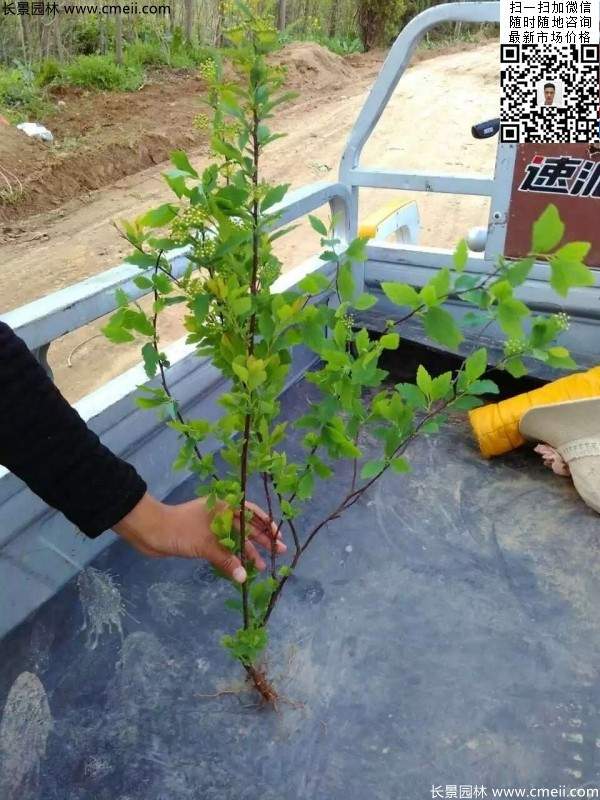 珍珠繡線(xiàn)菊基地圖片