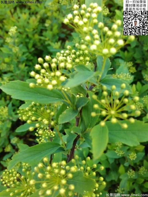 珍珠繡線(xiàn)菊基地圖片