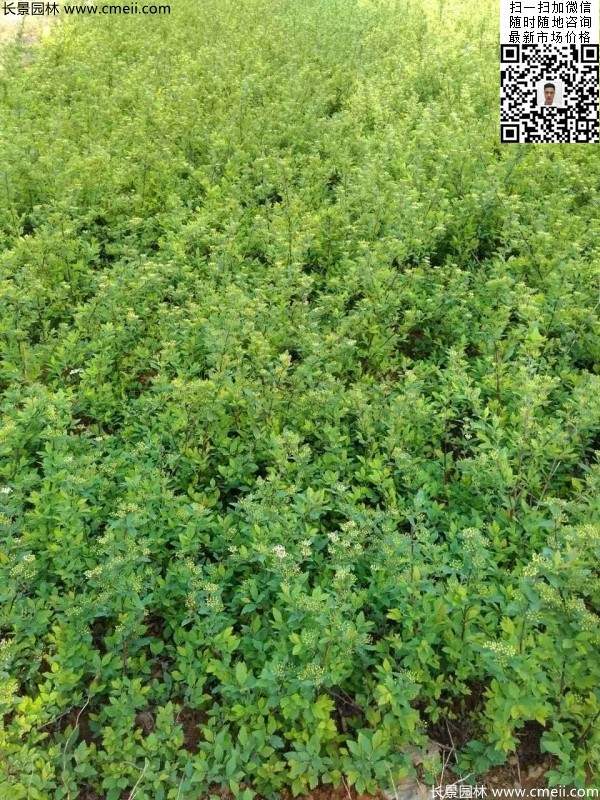 珍珠繡線(xiàn)菊基地圖片