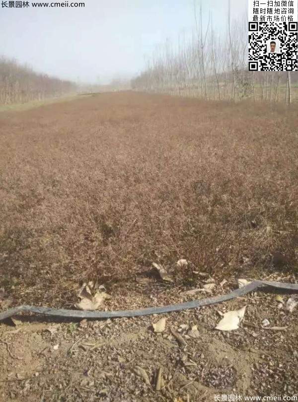 珍珠繡線(xiàn)菊基地圖片