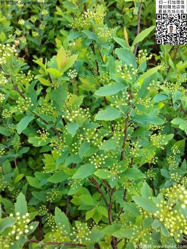 珍珠繡線(xiàn)菊基地圖片
