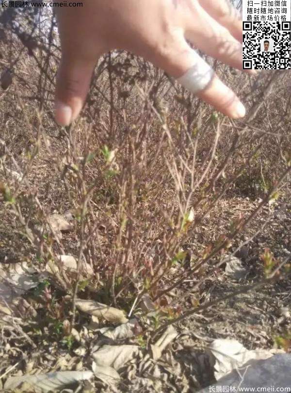珍珠繡線(xiàn)菊基地圖片