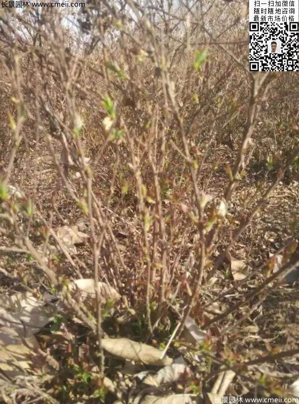 珍珠繡線(xiàn)菊基地圖片