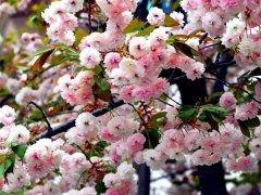 較大的櫻花樹(shù)基地，只有你不知道在哪里吧？