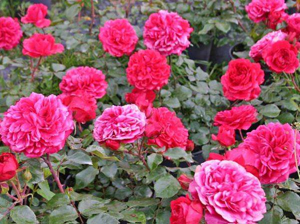 紅色達芬奇(開(kāi)花很多)