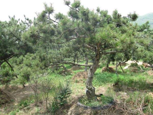 黑松--長(cháng)景園林 黑松--長(cháng)景園林