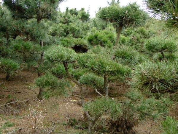 黑松--長(cháng)景園林 黑松--長(cháng)景園林