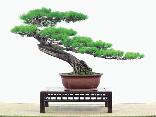 有著(zhù)百變造型之王的五針松是怎樣煉成的