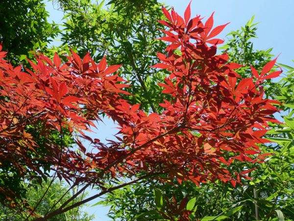 紅楓作衫，白楊為裙，美的傾國傾城！