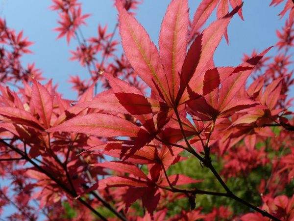 紅楓作衫，白楊為裙，美的傾國傾城！