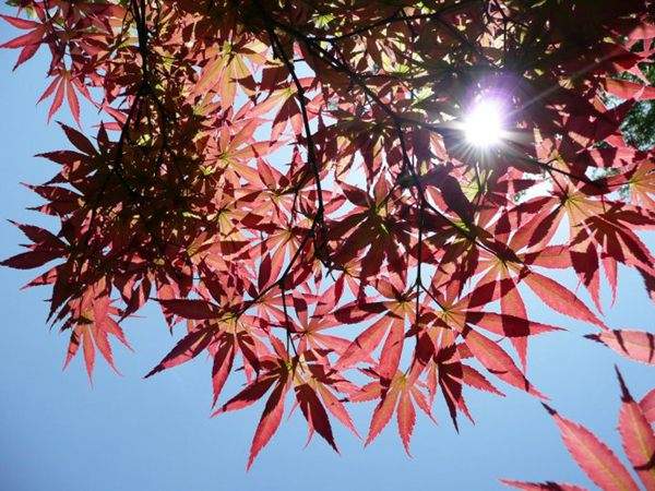 紅楓作衫，白楊為裙，美的傾國傾城！