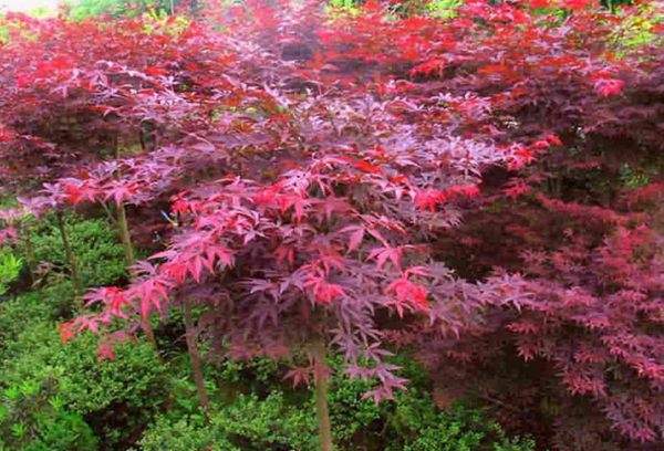 紅楓作衫，白楊為裙，美的傾國傾城！