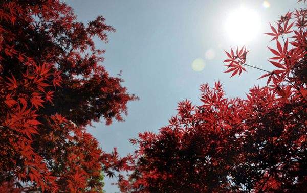 紅楓作衫，白楊為裙，美的傾國傾城！