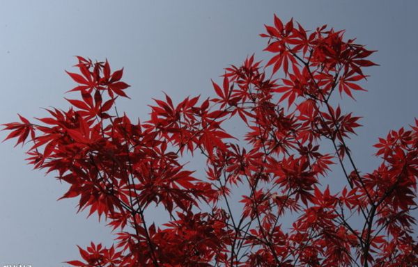 紅楓作衫，白楊為裙，美的傾國傾城！