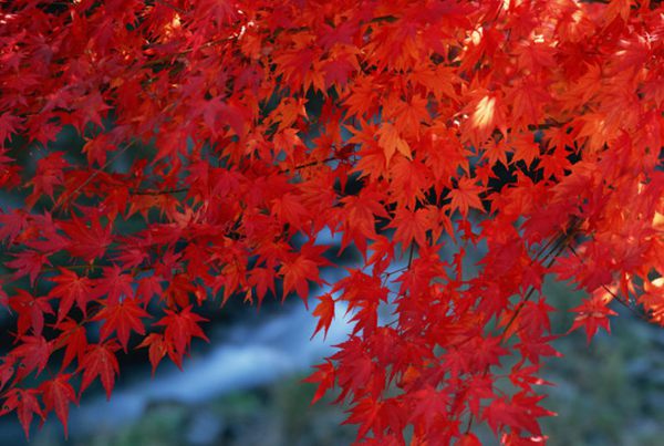 紅楓作衫，白楊為裙，美的傾國傾城！