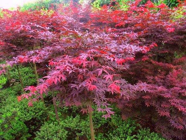 4公分的紅楓 4公分的紅楓