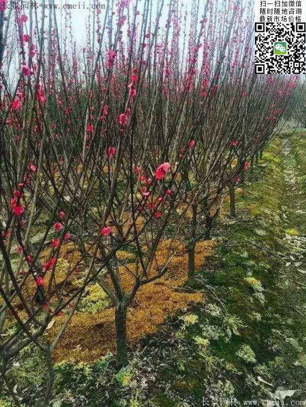 國內數一數二紅梅花產(chǎn)地,你知道幾個(gè)