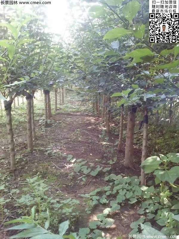 國內數一數二紅梅花產(chǎn)地,你知道幾個(gè)