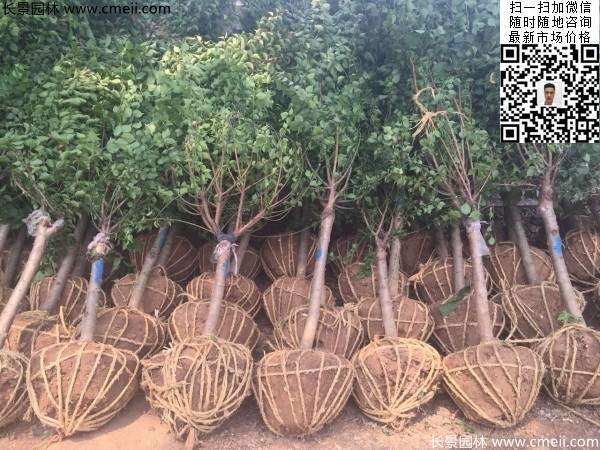 國內數一數二紅梅花產(chǎn)地,你知道幾個(gè)
