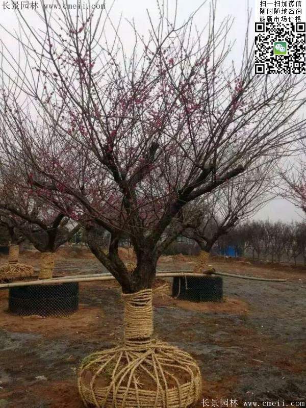 國內數一數二紅梅花產(chǎn)地,你知道幾個(gè)