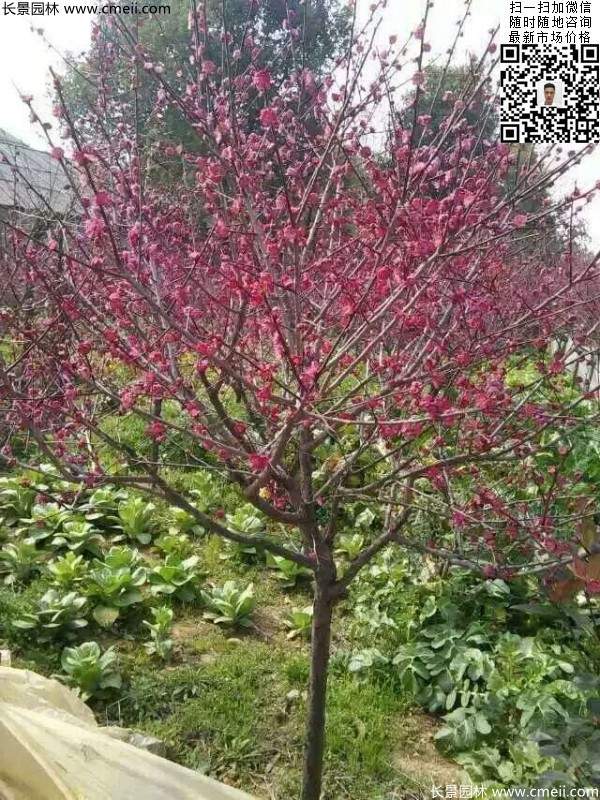 國內數一數二紅梅花產(chǎn)地,你知道幾個(gè)