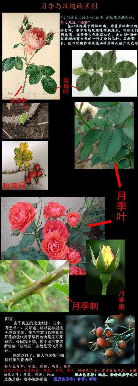 玫瑰與月季PK誰(shuí)會(huì )更勝一籌