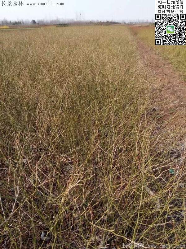 棣棠--長(cháng)景園林 棣棠--長(cháng)景園林