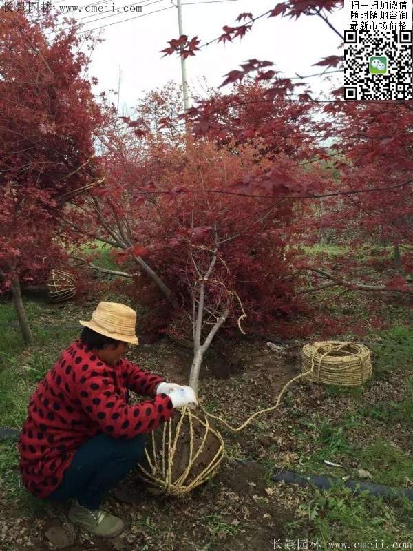 紅楓樹(shù) 紅楓樹(shù)