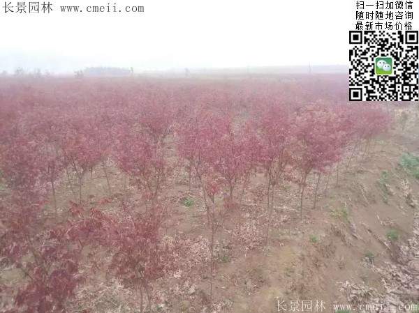紅楓樹(shù) 紅楓樹(shù)
