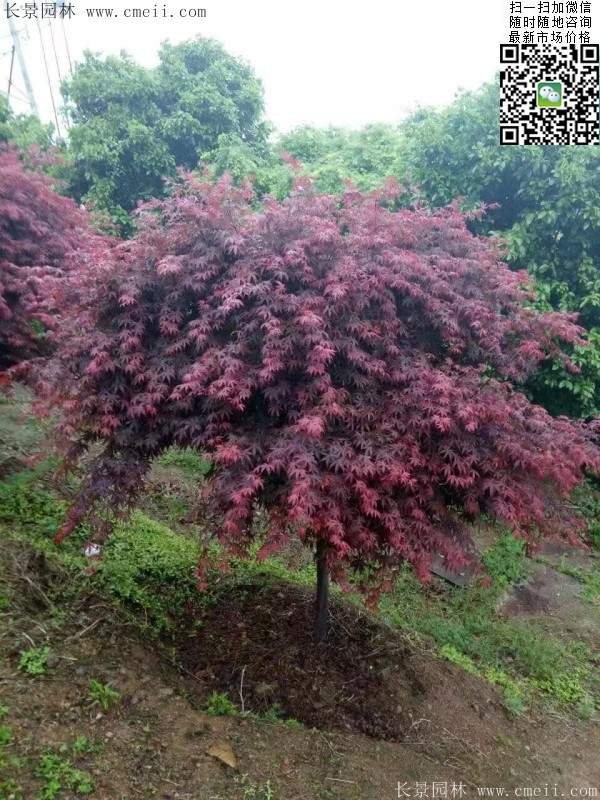 紅楓樹(shù) 紅楓樹(shù)