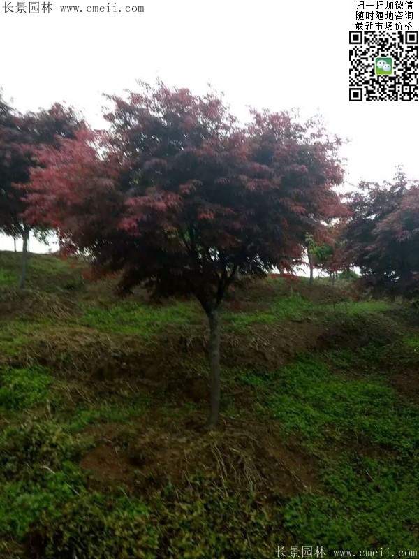 紅楓樹(shù) 紅楓樹(shù)