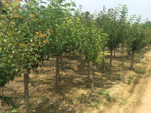 高端、大氣、上檔次的紅梅
