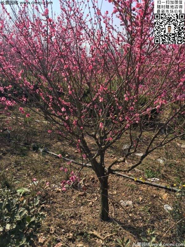 高端、大氣、上檔次的紅梅