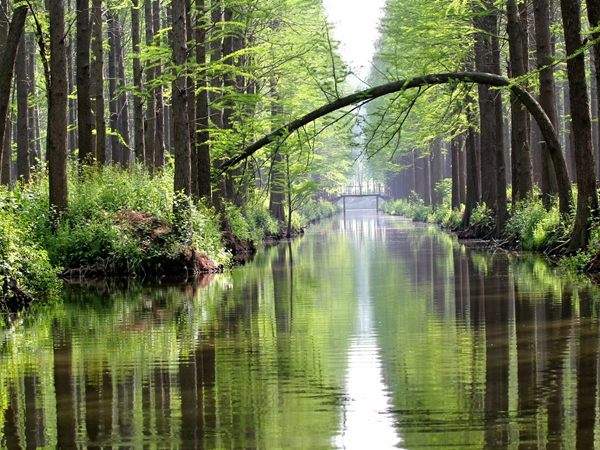 水杉樹(shù)美景
