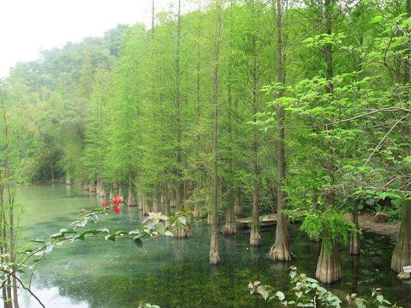 水杉樹(shù)美景