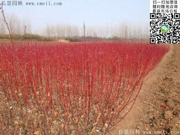 紅瑞木--長(cháng)景園林