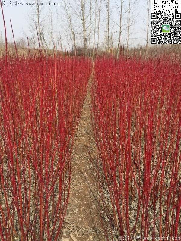 紅瑞木--長(cháng)景園林