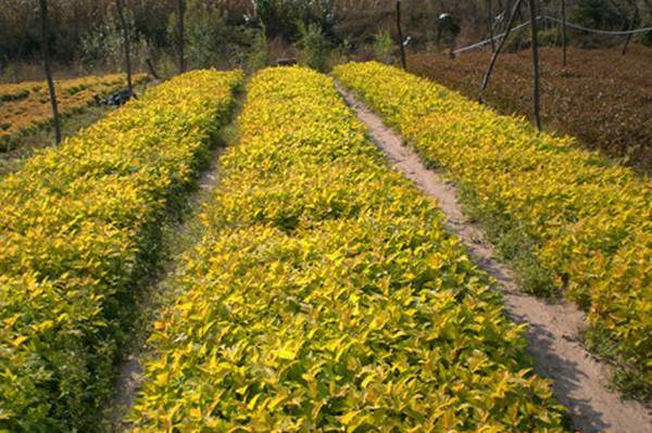 紅瑞木--長(cháng)景園林